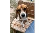 Adopt ANNIE OAKLEY a Beagle / Mixed dog in Hartville, WY (38939569)