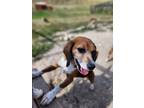 Adopt WILDFLOWER a Beagle / Mixed dog in Hartville, WY (38939565)