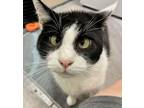 Adopt Mishito a Black & White or Tuxedo Domestic Shorthair (short coat) cat in