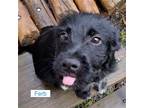 Adopt Benji mix pups a Border Collie / Corgi / Mixed dog in Pottstown
