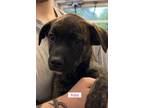 Adopt Abandoned Viking Mountain pups a Brindle Shepherd (Unknown Type) /