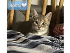 Adopt Boots a Gray, Blue or Silver Tabby Domestic Shorthair / Mixed (short coat)