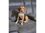 Adopt Bruce a Beagle / Mixed dog in Peoria, IL (39138430)