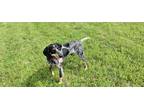 Adopt Buck Wheat a Black - with White Mixed Breed (Medium) / Mixed dog in