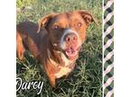 Adopt Darcy a Boxer, Mixed Breed