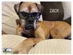 Adopt Zack a Tan/Yellow/Fawn Boxer / Mixed dog in Woodinville, WA (39008812)