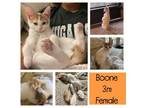 Adopt Boone a Orange or Red Domestic Shorthair / Mixed cat in West Olive