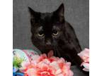 Adopt Midnight a Domestic Short Hair