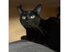 Adopt Eleanor AH a All Black Domestic Shorthair / Mixed cat in St.