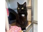 Adopt Miss Lola a All Black Domestic Shorthair / Mixed cat in St.