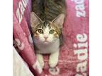 Adopt Caddo a Calico or Dilute Calico Domestic Shorthair / Mixed cat in St.