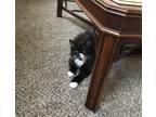 Adopt Pinochio a Black & White or Tuxedo Domestic Shorthair (long coat) cat in