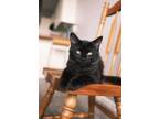 Adopt Blackie a All Black Domestic Shorthair (short coat) cat in mishawaka