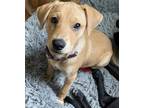 Adopt Lorna a Red/Golden/Orange/Chestnut Australian Shepherd / Husky dog in