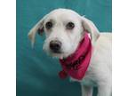 Adopt CHEYENNE a White - with Tan, Yellow or Fawn Terrier (Unknown Type