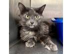 Adopt Carmela a Tortoiseshell Domestic Mediumhair / Mixed (medium coat) cat in