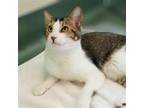 Adopt Garfield a Brown Tabby Domestic Shorthair / Mixed (short coat) cat in