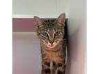 Adopt Sling Shot a Brown or Chocolate Domestic Shorthair / Mixed cat in