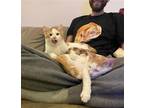 Adopt Alto & Cirrus! a Orange or Red (Mostly) Domestic Shorthair / Mixed cat in