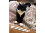 Adopt Basil and Hibiscus! a Black & White or Tuxedo Domestic Shorthair / Mixed
