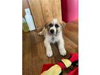 Adopt Kingsley a White - with Tan, Yellow or Fawn Great Pyrenees / Mixed dog in
