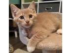 Adopt Berlioz a Tan or Fawn Tabby Domestic Shorthair / Mixed cat in Waldorf