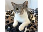 Adopt Cyclops a Gray or Blue Domestic Shorthair / Mixed cat in Washington