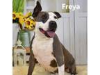 Adopt Freya a Gray/Silver/Salt & Pepper - with Black Pit Bull Terrier / Mixed