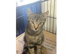 Adopt Sydney a Gray, Blue or Silver Tabby Domestic Shorthair (short coat) cat in