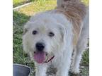 Adopt Quinn a White - with Tan, Yellow or Fawn Mixed Breed (Medium) / Mixed dog