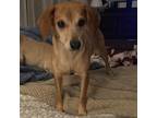Adopt Heidi a Tan/Yellow/Fawn Mixed Breed (Small) / Mixed dog in Huntsville