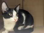 Adopt Melbourne a Black & White or Tuxedo Domestic Shorthair (short coat) cat in