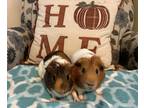 Adopt Henry a Tan or Beige Guinea Pig (short coat) small animal in Andover