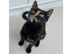 Adopt Sabrina a Tortoiseshell Domestic Shorthair / Mixed cat in Riverside
