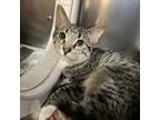 Adopt Cyra a Tan or Fawn Domestic Shorthair / Mixed cat in Memphis