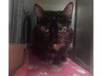 Adopt Milo a Domestic Shorthair / Mixed cat in Brooklyn, NY (39006669)