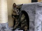 Adopt Kerry a Tortoiseshell Domestic Shorthair / Mixed (short coat) cat in DFW