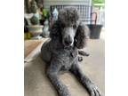 Adopt Sam a Gray/Blue/Silver/Salt & Pepper Standard Poodle / Mixed dog in