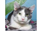 Adopt Ben a Gray or Blue Domestic Shorthair / Mixed cat in Evansville