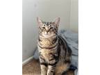 Adopt Maeve a Brown Tabby Domestic Shorthair / Mixed (short coat) cat in