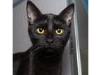 Adopt Billy a All Black Domestic Shorthair / Mixed cat in Evansville