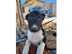 Adopt Jill a Black - with White Collie / Australian Cattle Dog / Mixed dog in