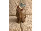 Adopt JINX a Orange or Red American Shorthair / Mixed (short coat) cat in