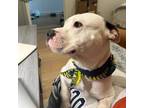 Adopt Morrey a White - with Tan, Yellow or Fawn Pit Bull Terrier / Mixed dog in