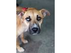 Adopt Mazie Marie a Tan/Yellow/Fawn - with Black Terrier (Unknown Type