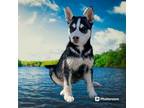 Adopt RIVER a Siberian Husky