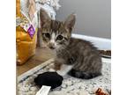 Adopt Siggy a Brown Tabby Domestic Shorthair (short coat) cat in New York