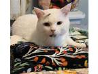 Adopt Marshmallow a White (Mostly) Domestic Shorthair / Mixed (short coat) cat