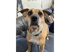 Adopt Billie a Tan/Yellow/Fawn Boxer / Pit Bull Terrier / Mixed dog in Kansas