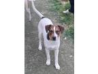 Adopt Jenky a White - with Brown or Chocolate Australian Cattle Dog / Mixed dog